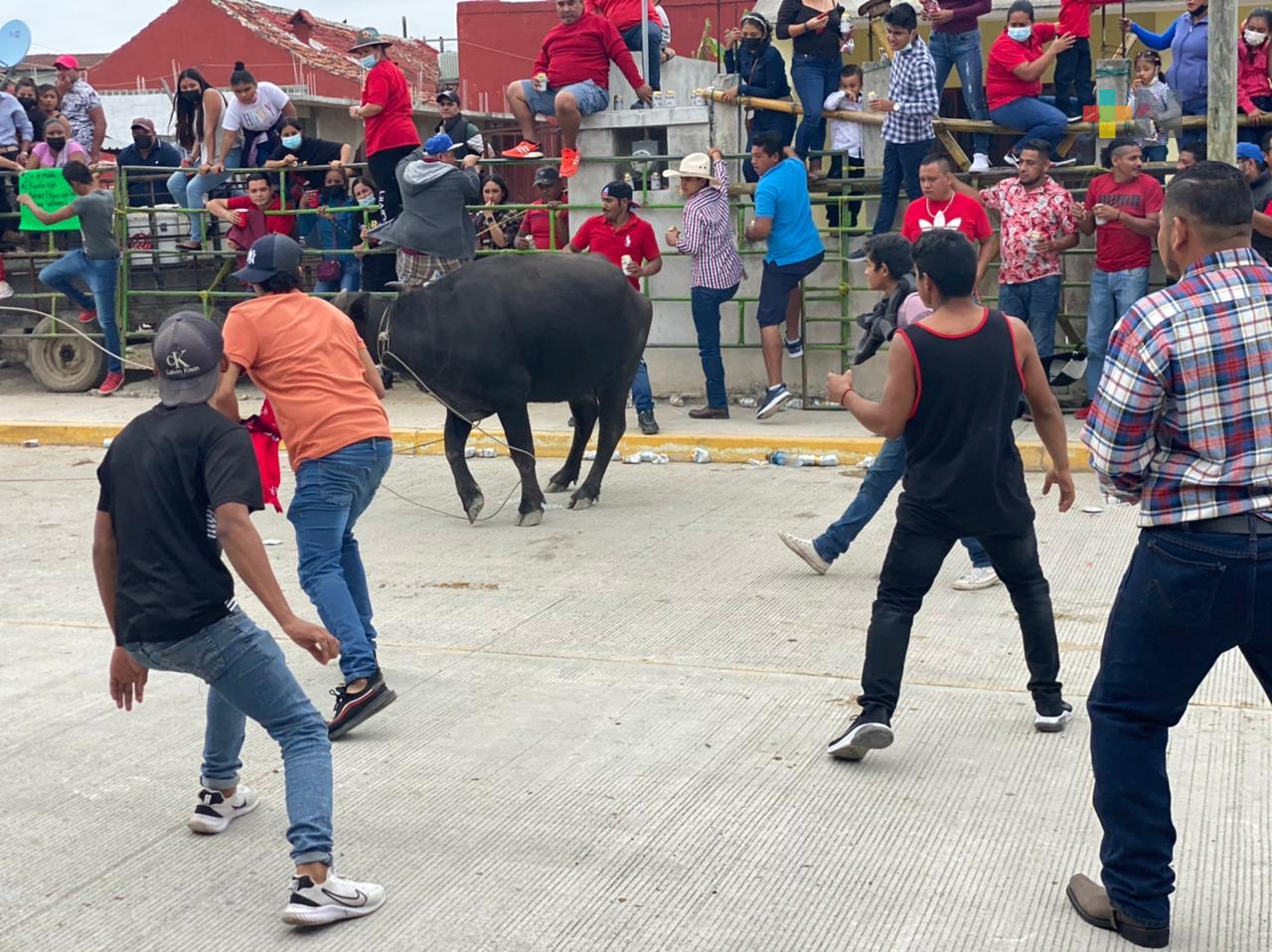 Ordenada Suelta de Toros y mojigangas en Fiestas del Santo Padre Jesús