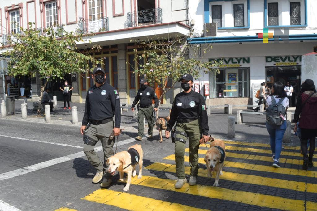 Chase, Brissa y Pily son la patrulla canina de SSP