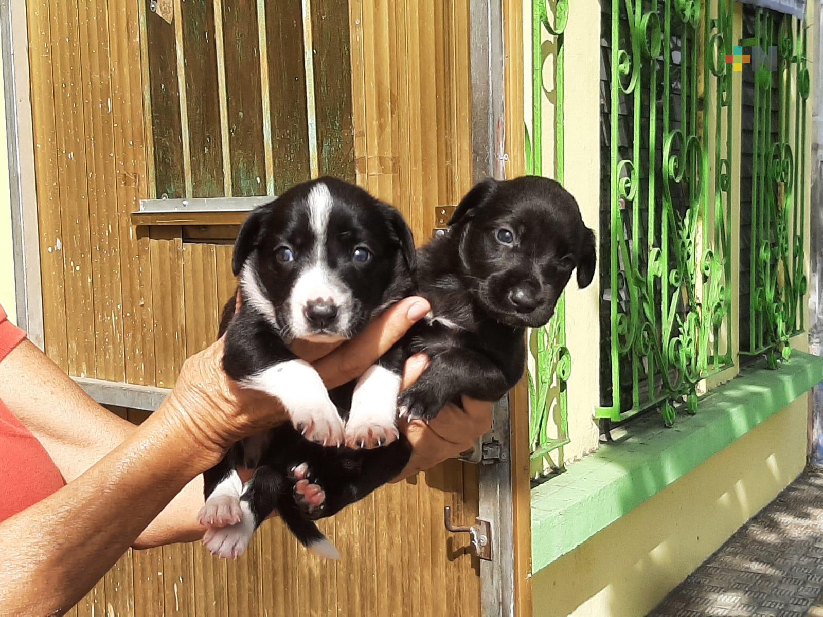 A diario abandonan perros y gatos en albergue La Roca; piden apoyo para mantenerlos