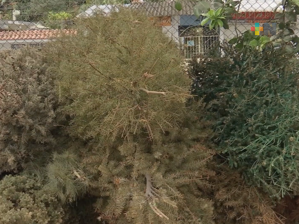 Se instalan centros de acopio para reciclar árboles de Navidad en Banderilla