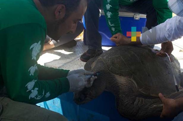 Estudia IPN cinco especies de tortuga marina en peligro de extinción