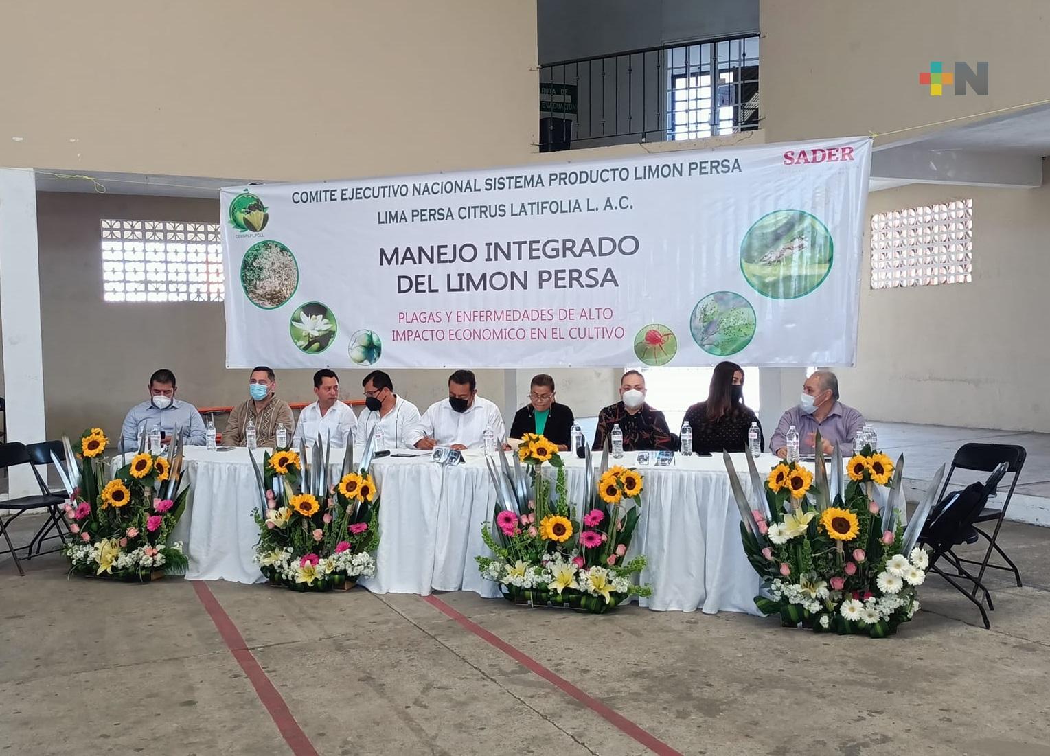 Veracruz encabeza a nivel nacional, la producción del limón persa