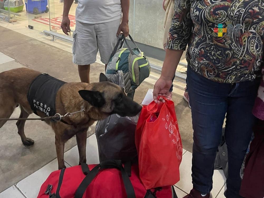 Con ayuda de agentes caninos realizaron operativos en central de autobuses de Coatza