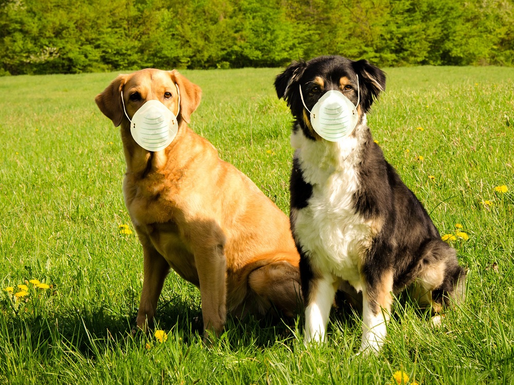 Animales, susceptibles a SARS-CoV-2