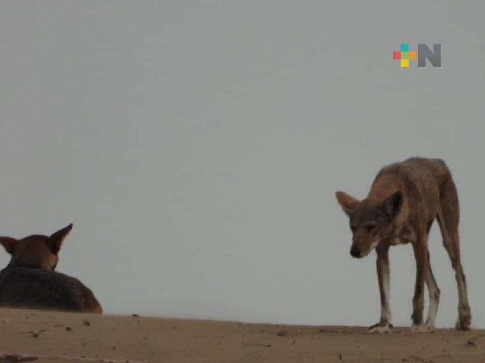 Manadas de coyotes sobreviven en diferentes puntos de Coatzacoalcos