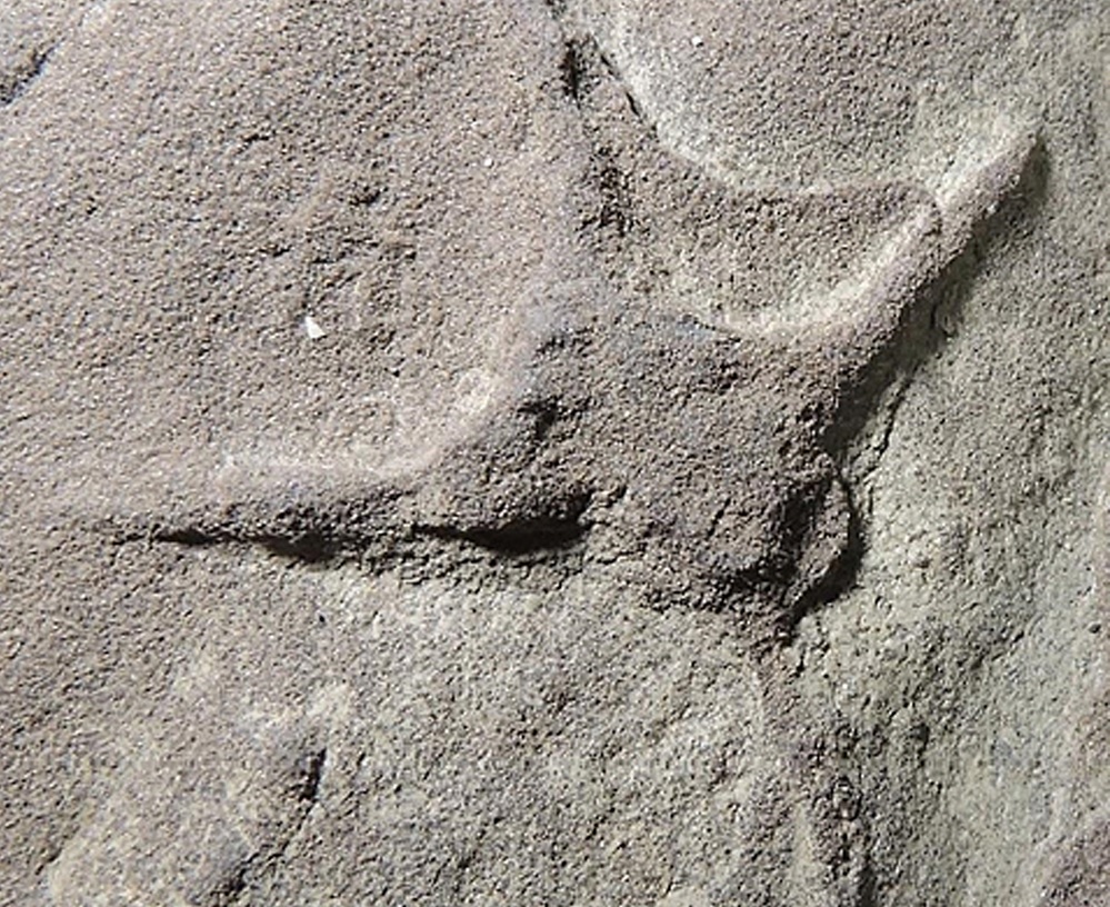 Descubren pisadas de aves, pterosaurios y dinosaurios en Coahuila