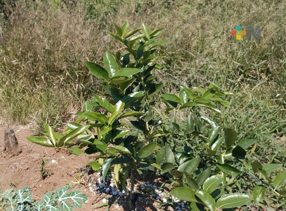 Cambian plantas de café por limonares en El Castillo