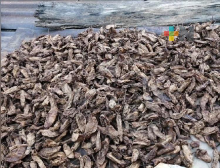 En Zontecomatlán realizaron taller de elaboración de biopreparados para chile chipotle