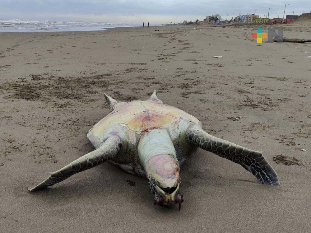 Encuentran tortuga muerta en playa de Coatzacoalcos