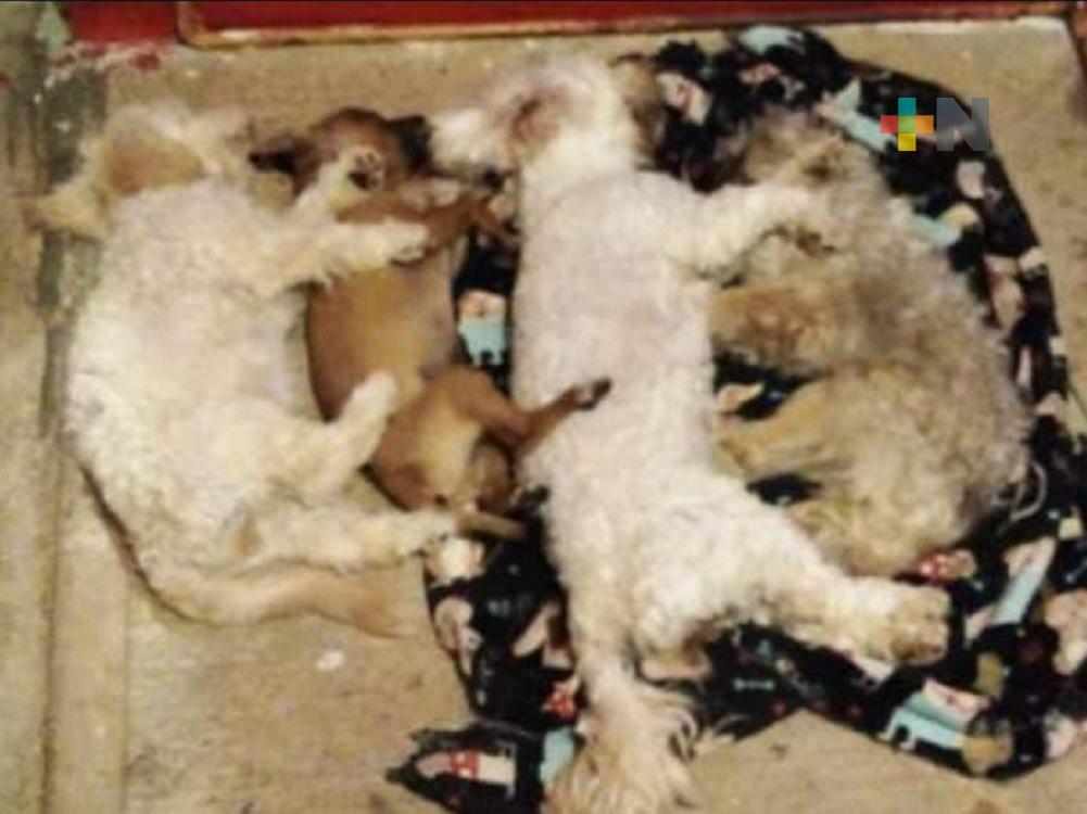 Envenenan a perros de familia en municipio de Nanchital