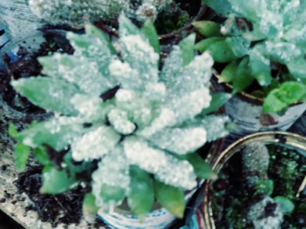 Frentes fríos dejan daños severos en diversos tipos de plantaciones 