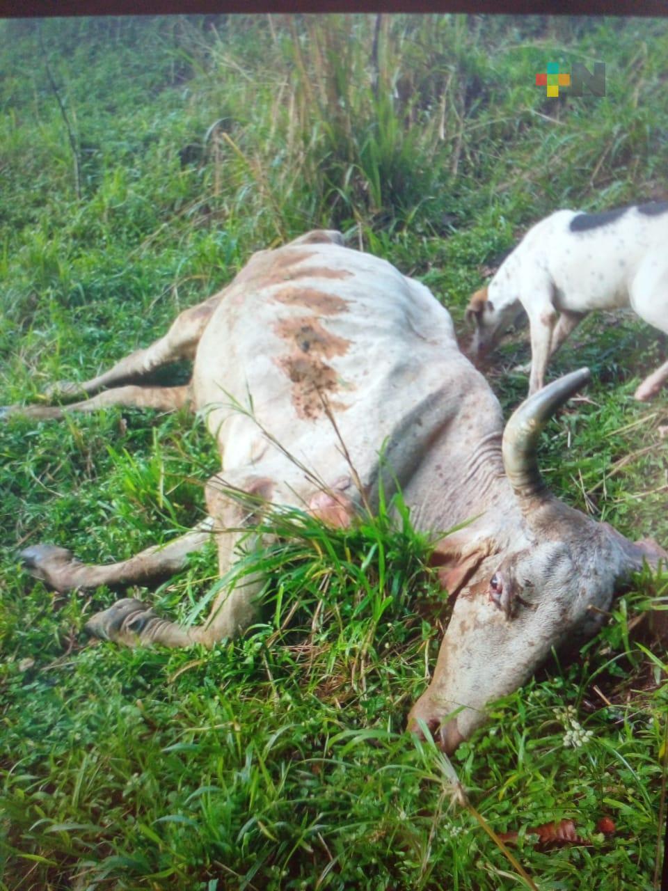 Familias de Uxpanapa denuncian contaminación de agua y muerte de ganado