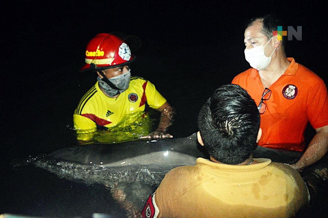 Gran movilización generó delfín herido que recaló en la costa de Coatzacoalcos