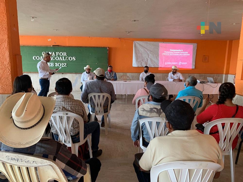 Invitan a ganaderos de Coatzacoalcos adherirse al programa de árboles maderables