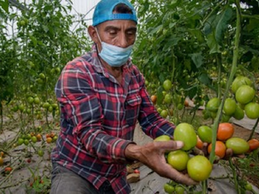 Crece 2.7% sector primario de México en 2021: Agricultura