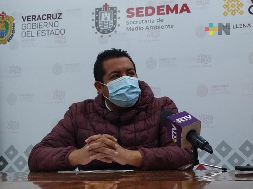 Sedema refuerza acciones y operativos preventivos contra tala clandestina