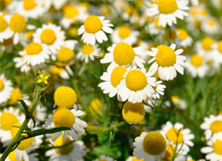 México, segundo lugar mundial en registro de plantas medicinales