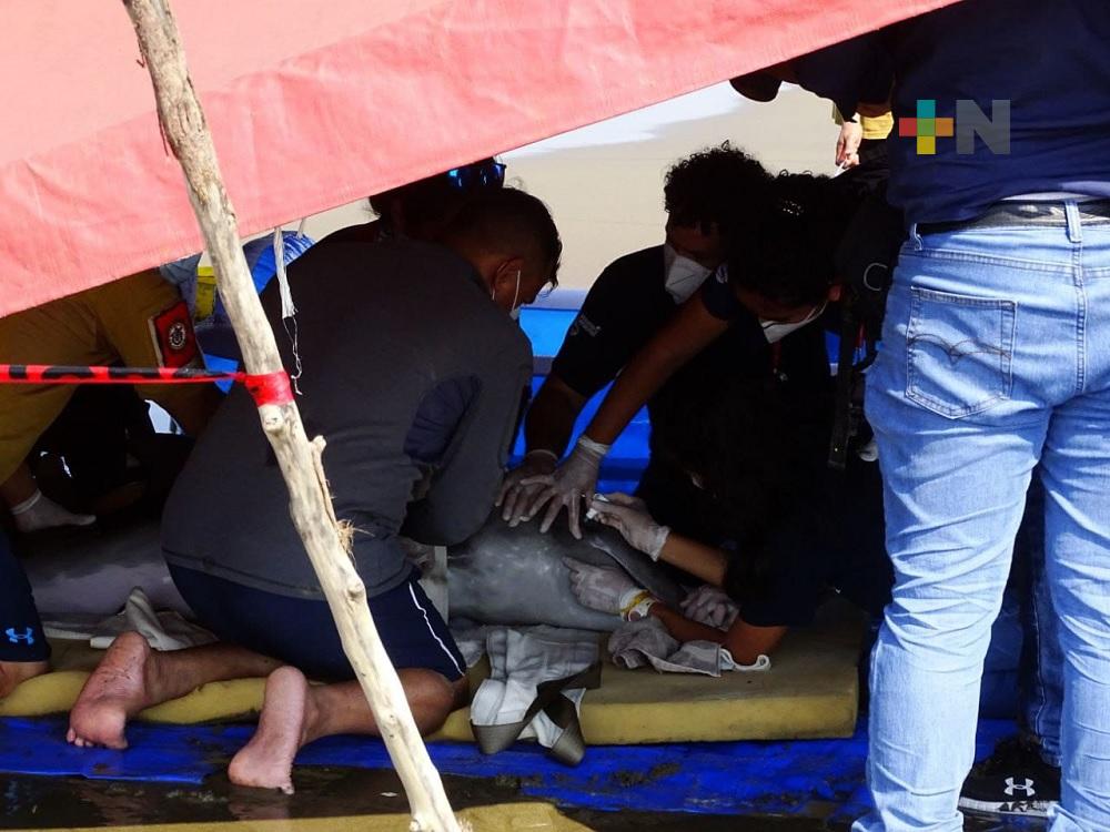Muere delfín encontrada en playa de Coatzacoalcos