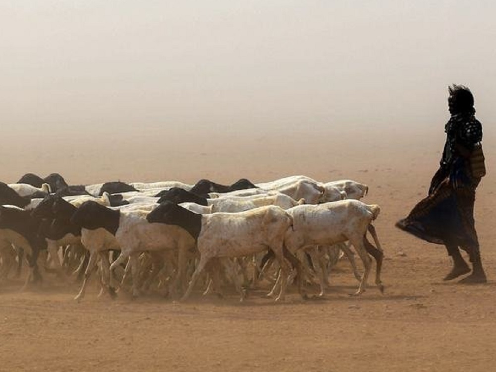 Sequía amenaza a 13 millones de personas en el Cuerno de África