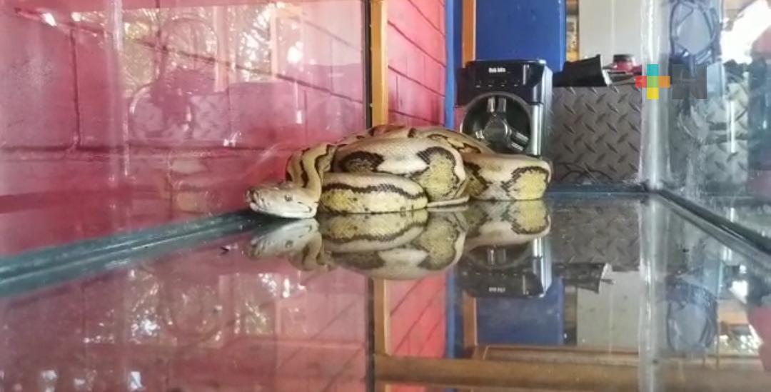 Capturan a dos serpientes en colonias de Coatzacoalcos; las llevan a herpetario