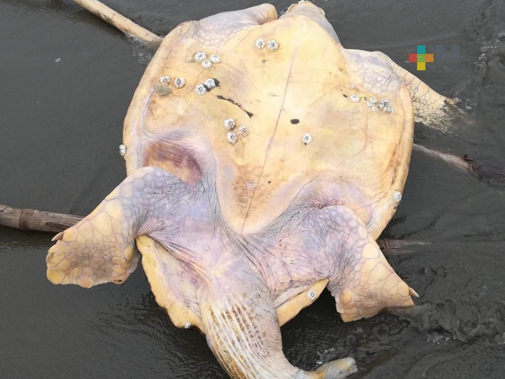 Encuentran otra tortuga muerta en playa de Coatzacoalcos