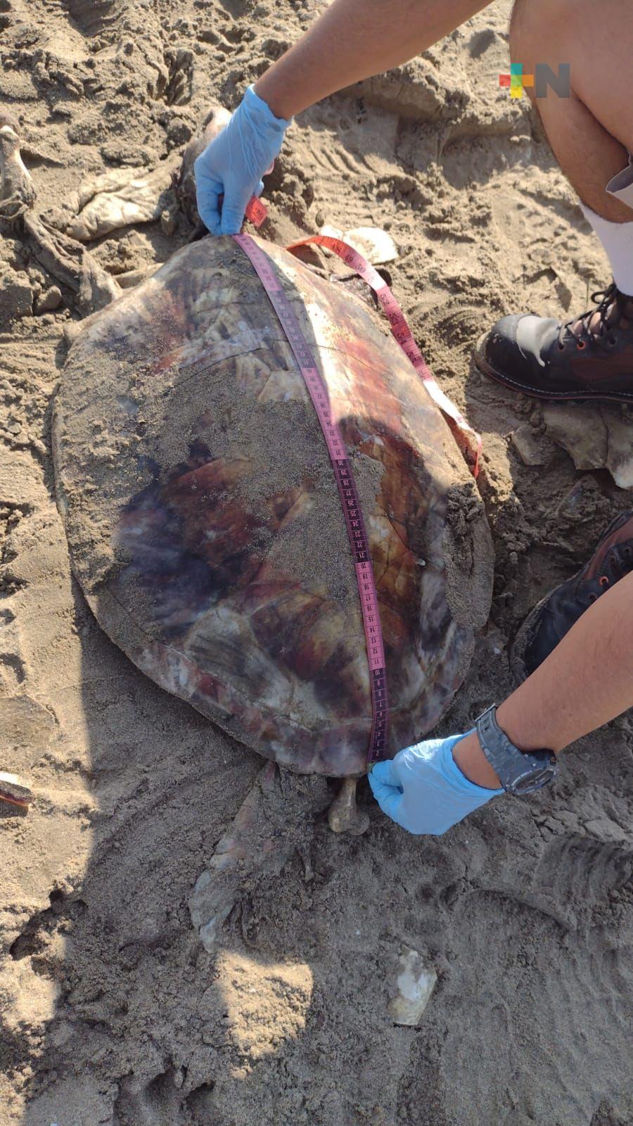 Aparece tortuga verde muerta en playa de Coatza; la cuarta en una semana