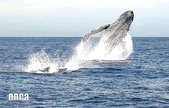 19 de febrero, Día Mundial de las Ballenas