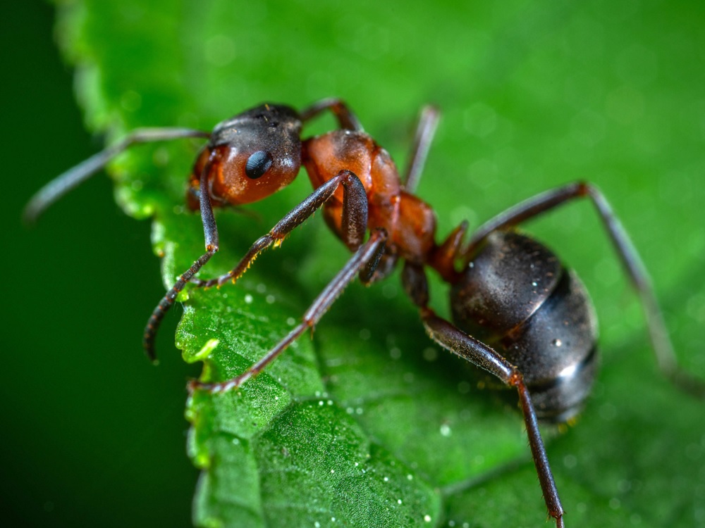 Estudian comportamiento social de las hormigas