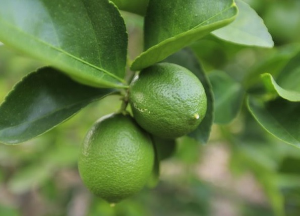 México ocupa el primer lugar mundial como productor y exportador de limas y limones