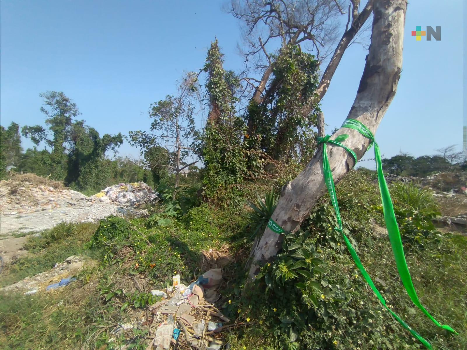 Irreversible el daño al manglar Arroyo Moreno de Boca del Río