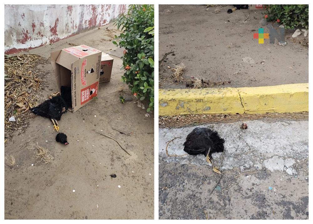Alarma hallazgo de animales sacrificados en municipio de Veracruz