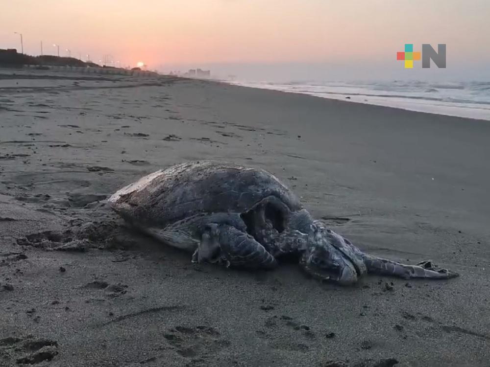Encuentran tortuga muerta en playa de Coatzacoalcos