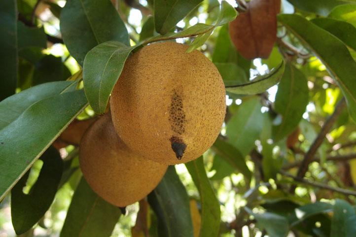 Hongo del chicozapote tiene propiedades medicinales: egresada UV