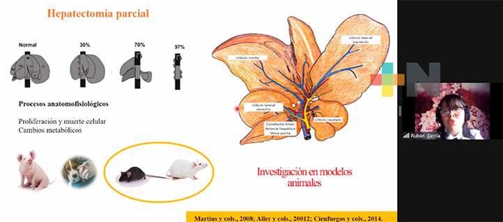 Científica UV estudia regeneración del hígado