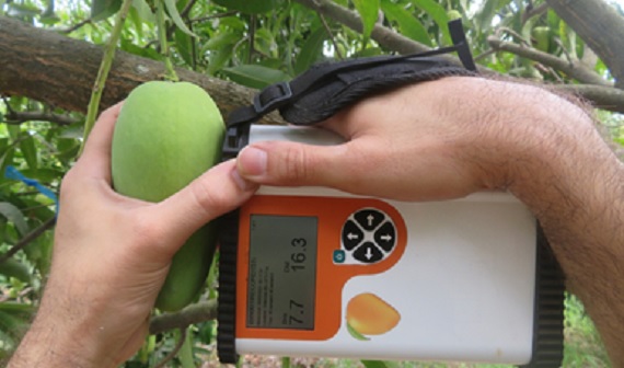 Desarrolla INIFAP tecnología para determinar madurez del mango sin destruirlo