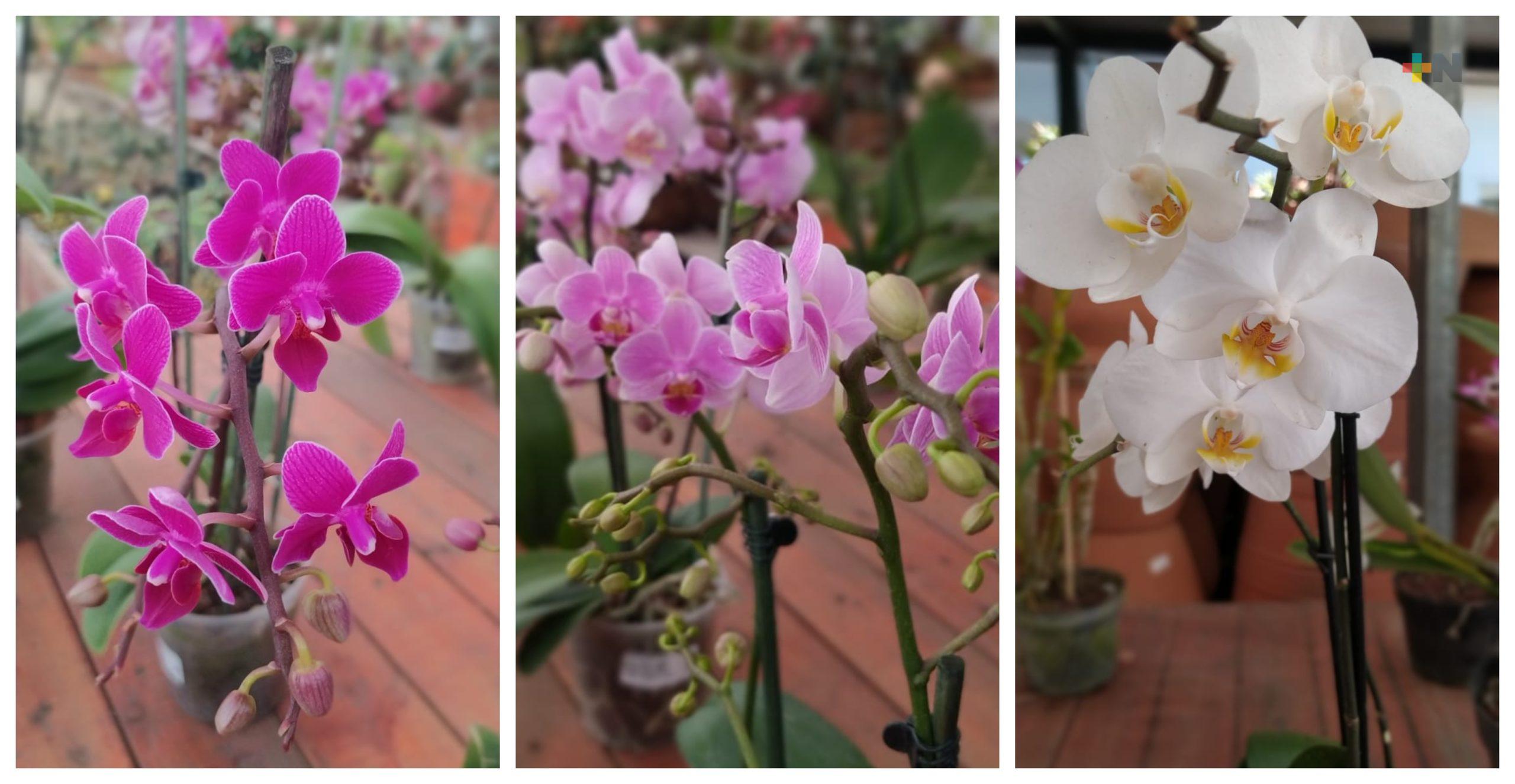 En abril, el Festival Internacional de la Orquídea