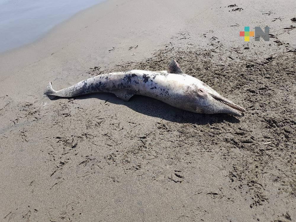 Hallan delfín muerto en playas de Costa Esmeralda