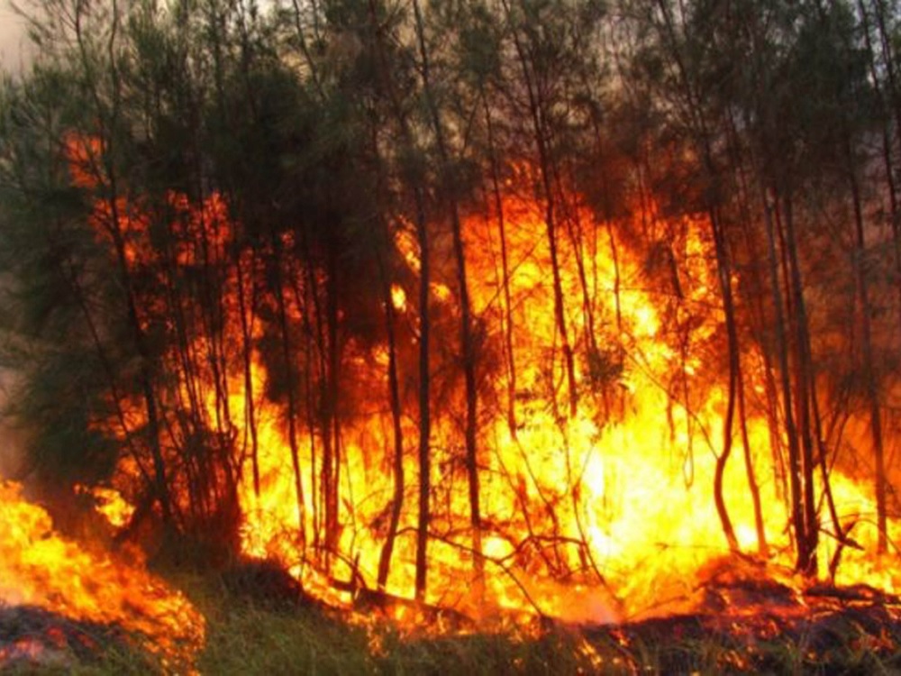 En lo que va del año, más de mil incendios forestales en México