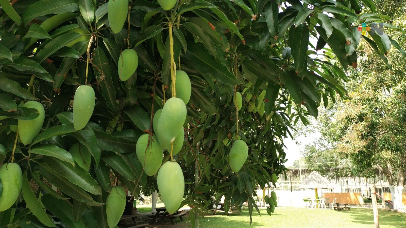 Prestadores de servicio y autoridades se declaran listos para recibir al turismo en la Feria del Mango