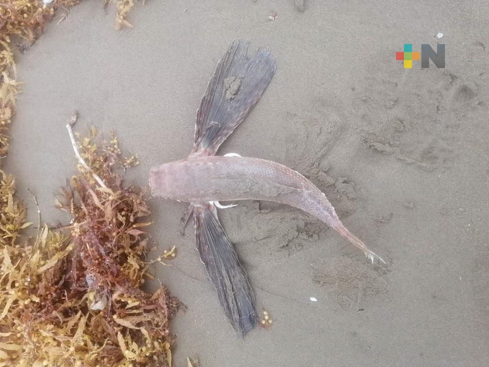 Sin determinar causa de muerte de especies marinas encontradas en playa de Coatza