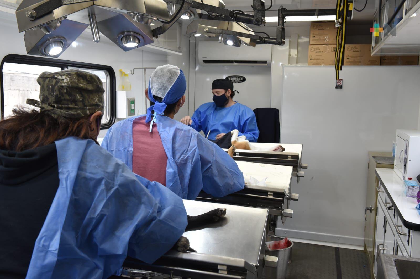 Esterilización canina y felina, primordial para la salud pública