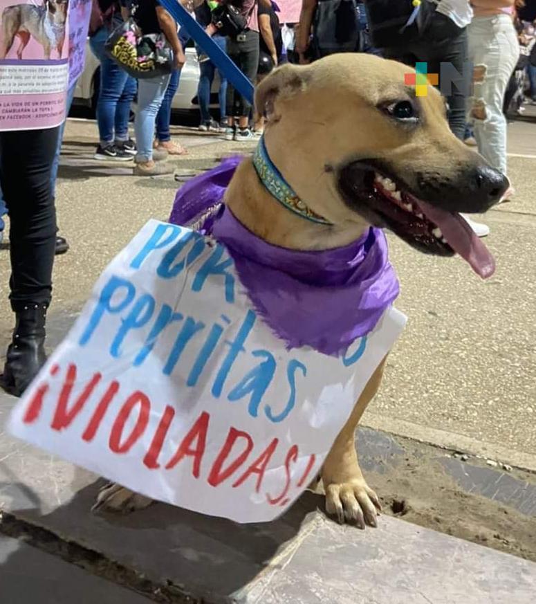 Activistas denuncian en Coatzcoalcos abuso sexual contra animales
