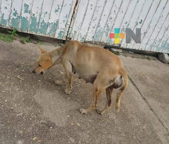 Aumentaron tumores malignos en mascotas durante confinamiento