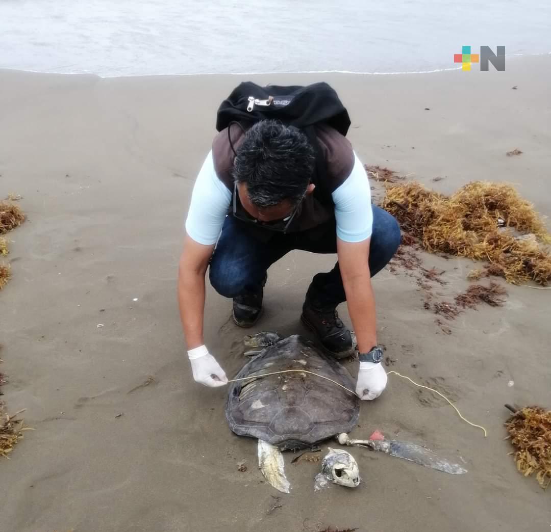 Oceanógrafo señala urgencia de medidas para preservación de especies marinas