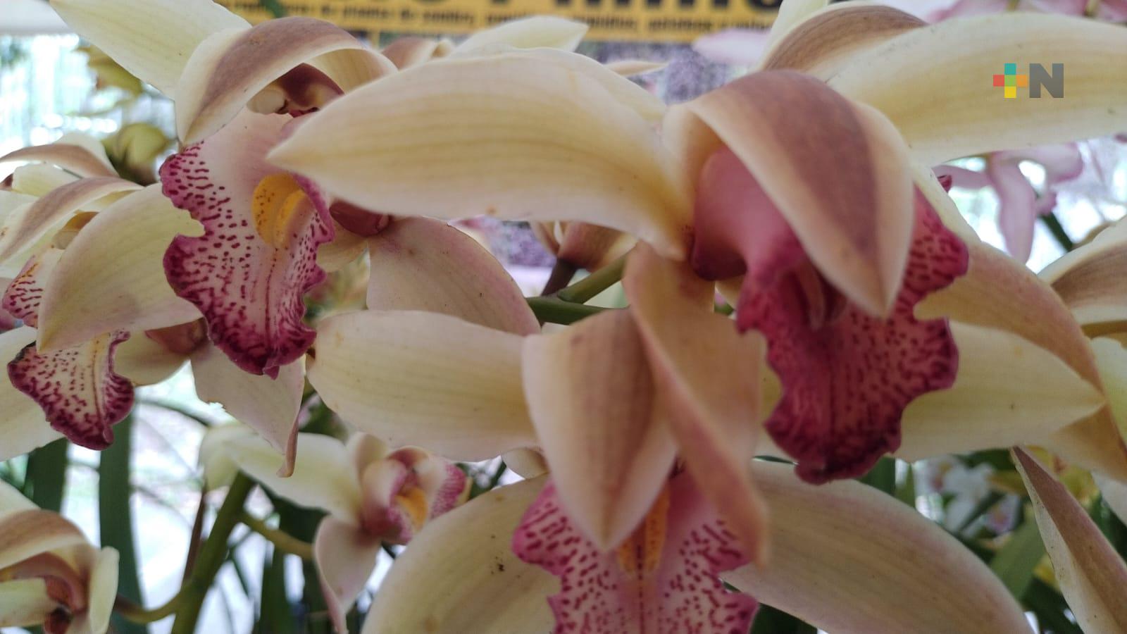 Expo Flor Primavera 2022 en parque Doña Falla intenta lograr más oportunidades para productores