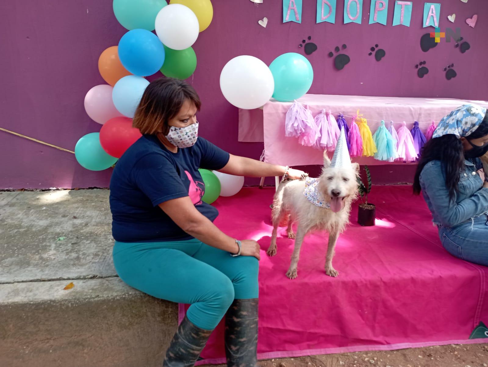 Esperan 60 lomitos ser adoptados con amor