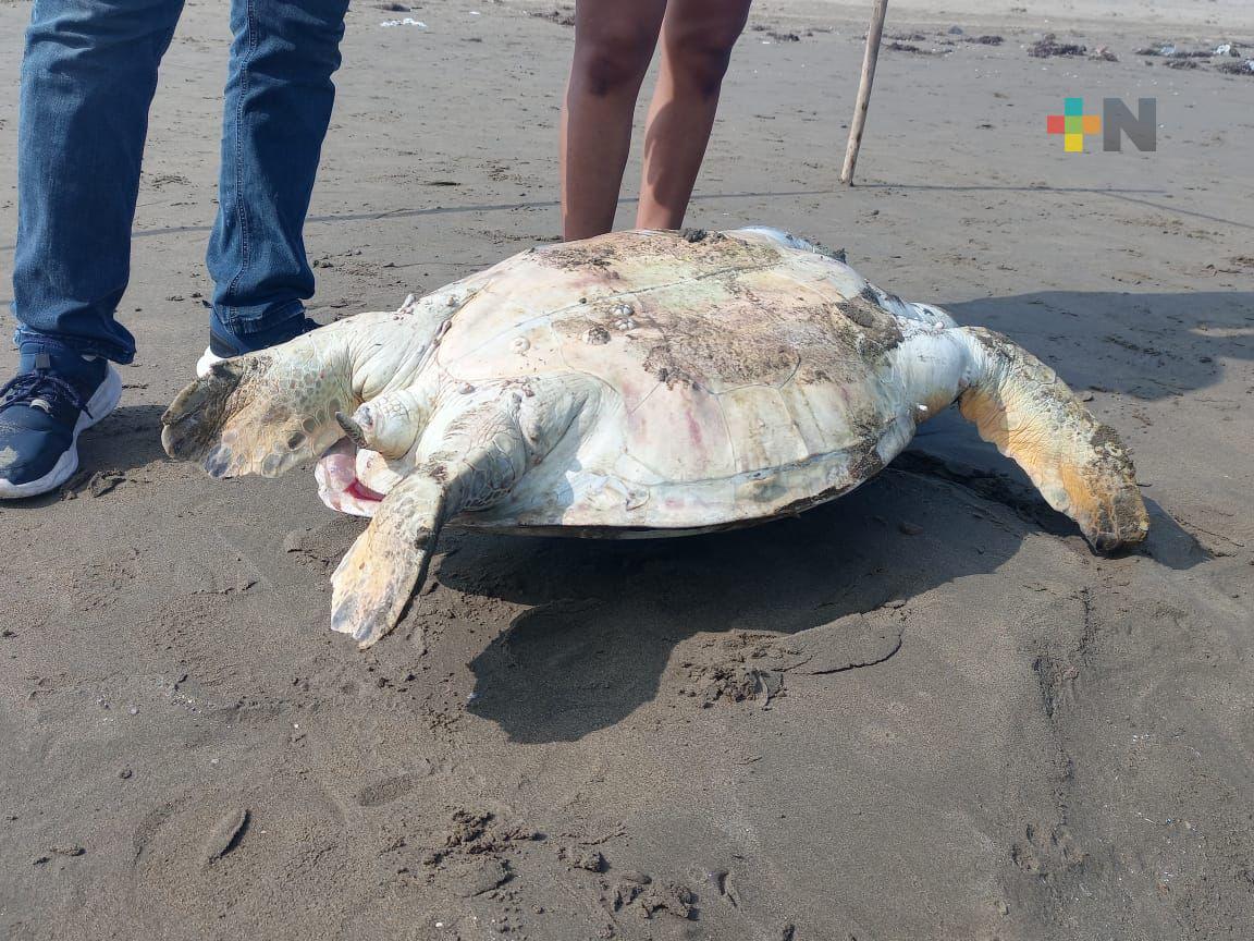 Aparece tortuga muerta en costa de Coatzacoalcos