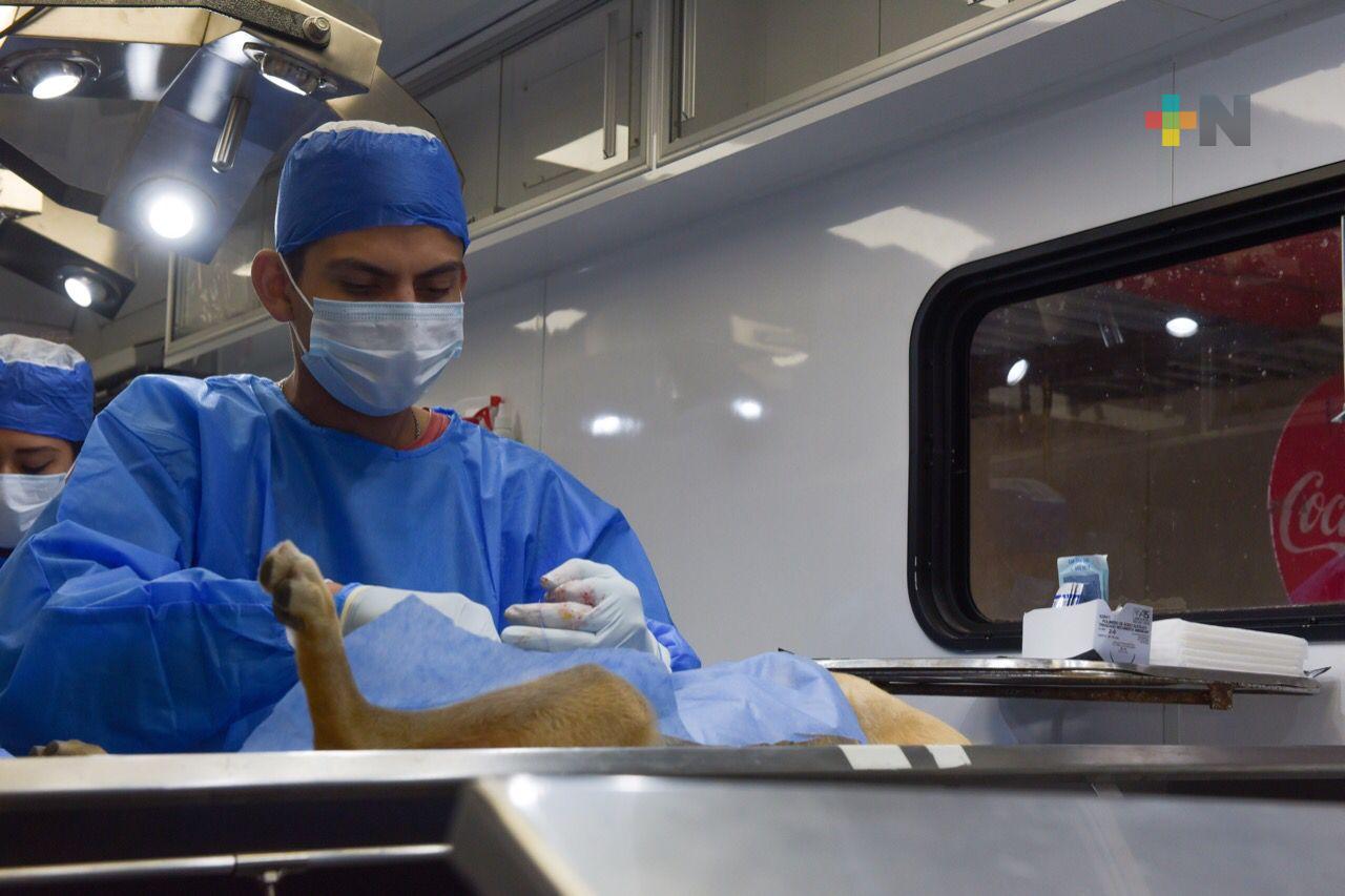 Realizan jornada de esterilización de animales en El Castillo