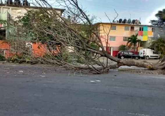Árboles caídos, láminas desprendidas y  luminarias dañadas en Veracruz puerto: PC municipal