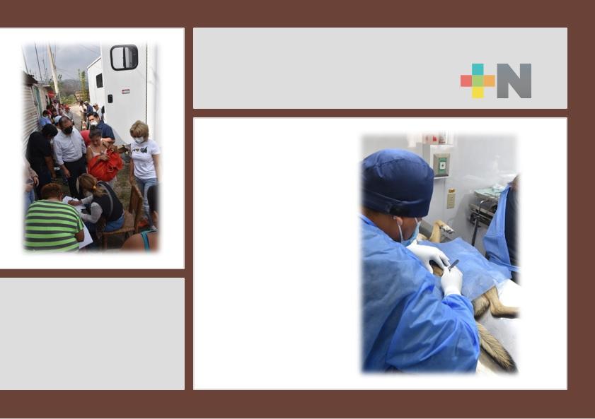 Realizan jornada de esterilización canina y felina en zona rural